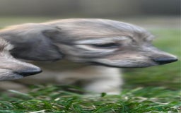 Miniature Dachshund dogs for sale: 🐾Miniature Longhaired Dachshund puppies.KC reg🐾  - Image 8