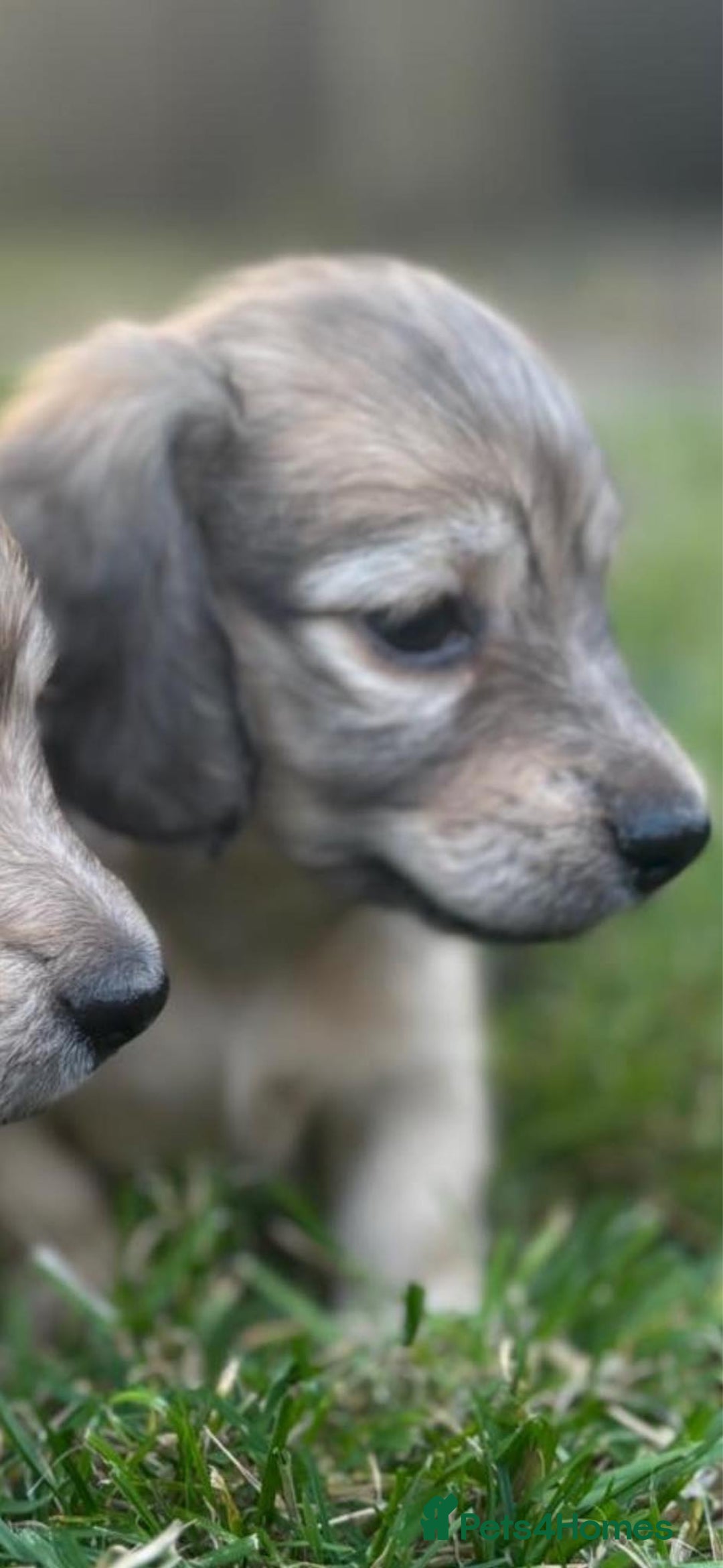 Miniature Dachshund dogs for sale: 🐾Miniature Longhaired Dachshund puppies.KC reg🐾  - Image 8