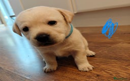 Labrador Retriever dogs for sale: Labrador Retriever Puppies - Image 12