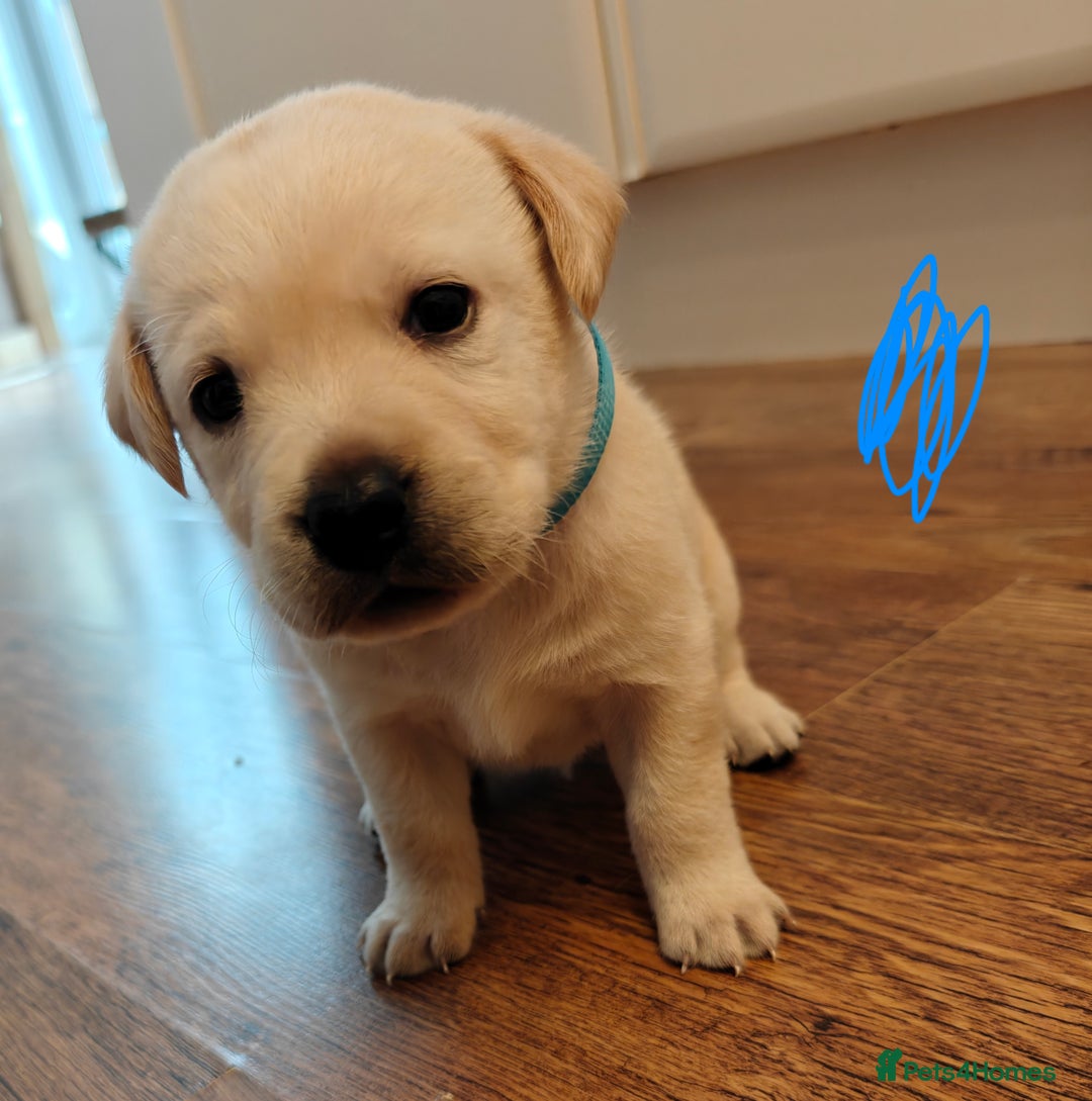 Labrador Retriever dogs for sale: Labrador Retriever Puppies - Image 12