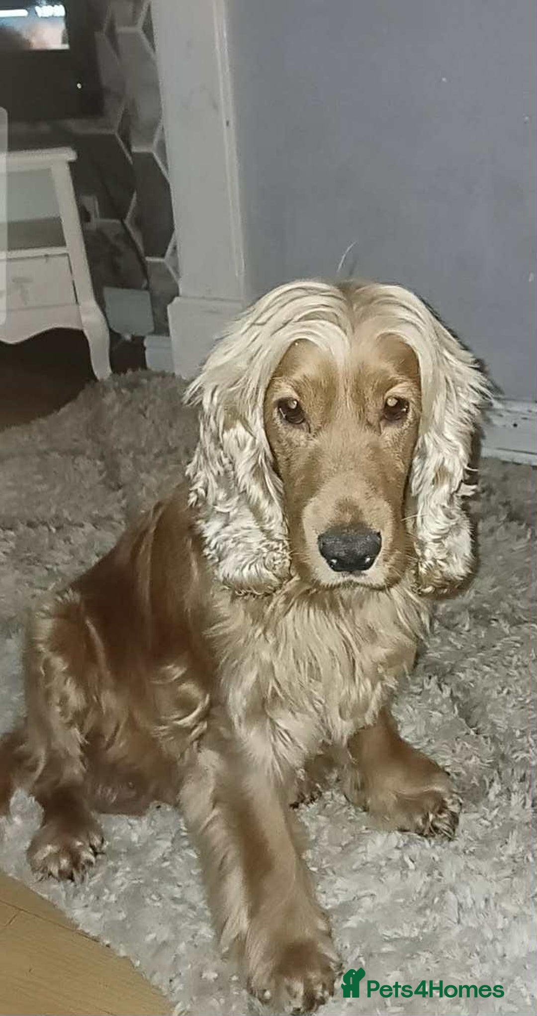 Cocker Spaniel dogs for sale: Gorgeous golden cocker spaniel puppies ready now✨️ - Advert 2