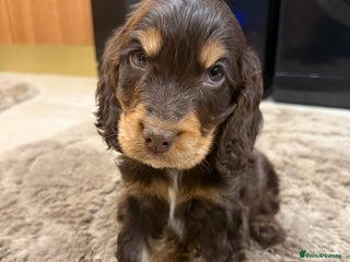 Cocker Spaniel dogs Kc show type puppies - Advert 6