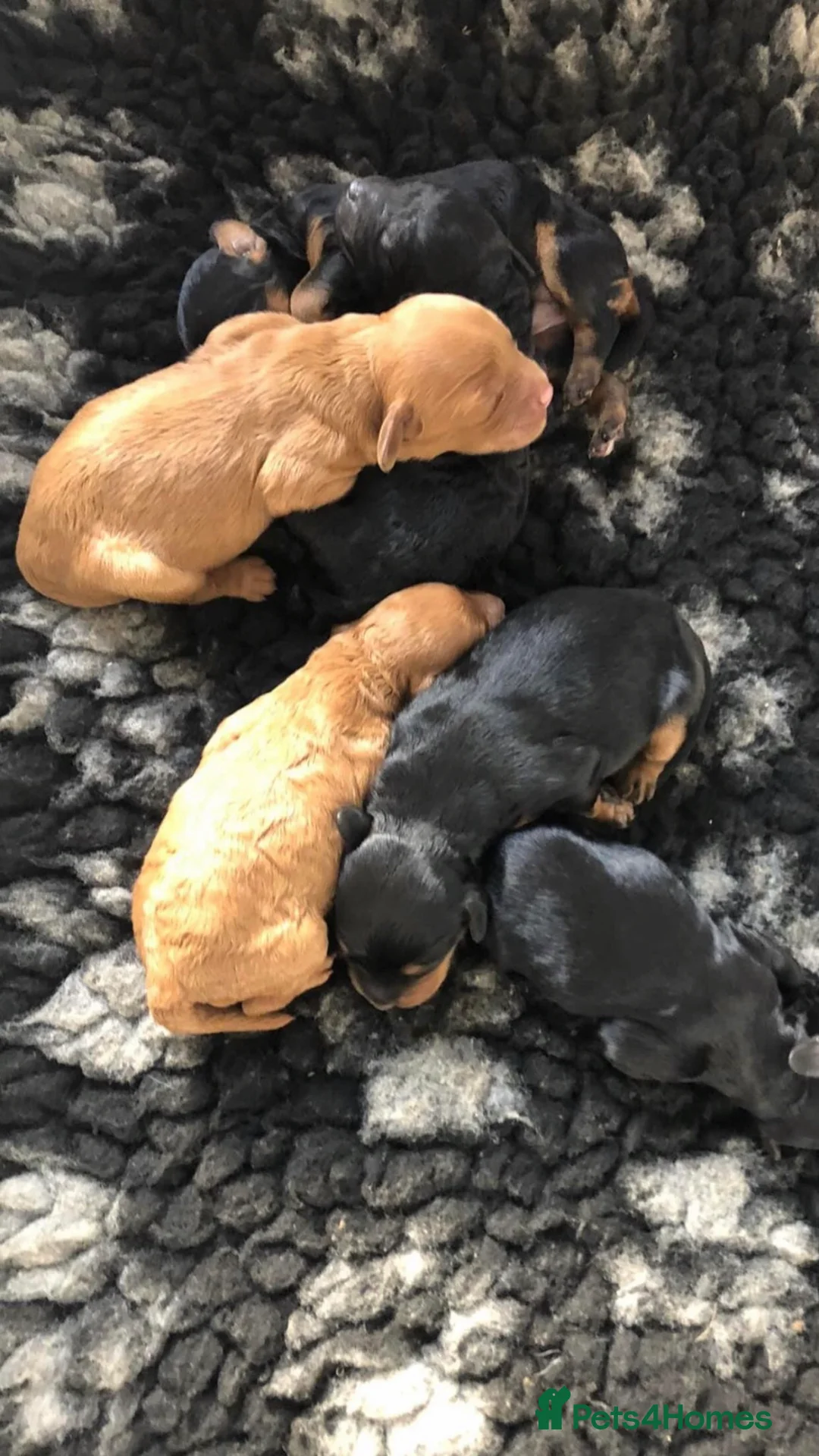 Toy Poodle dogs for stud: Proven Toy Poodle For Stud in Canterbury - Advert 3