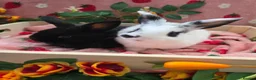 Mini Lop rabbits for sale: Mini lop 2 chunky tame girls left - Advert 7