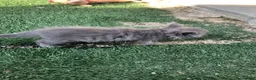 Persian cats for sale: 1/2 persian kittens - Advert 3