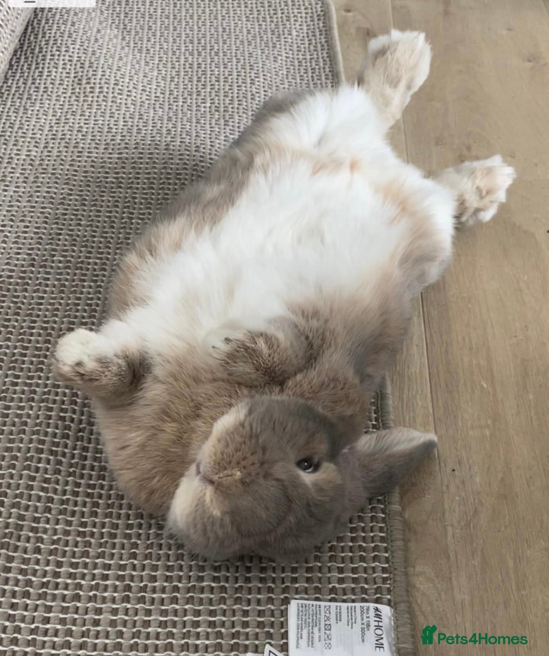 Mini Lop rabbits for sale: Two Bonded Mini Lops looking for a home ❤️ - Advert 4