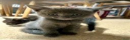 Mixed Breed cats for sale: Kittens from a Ragdoll-cross mother - Advert 20