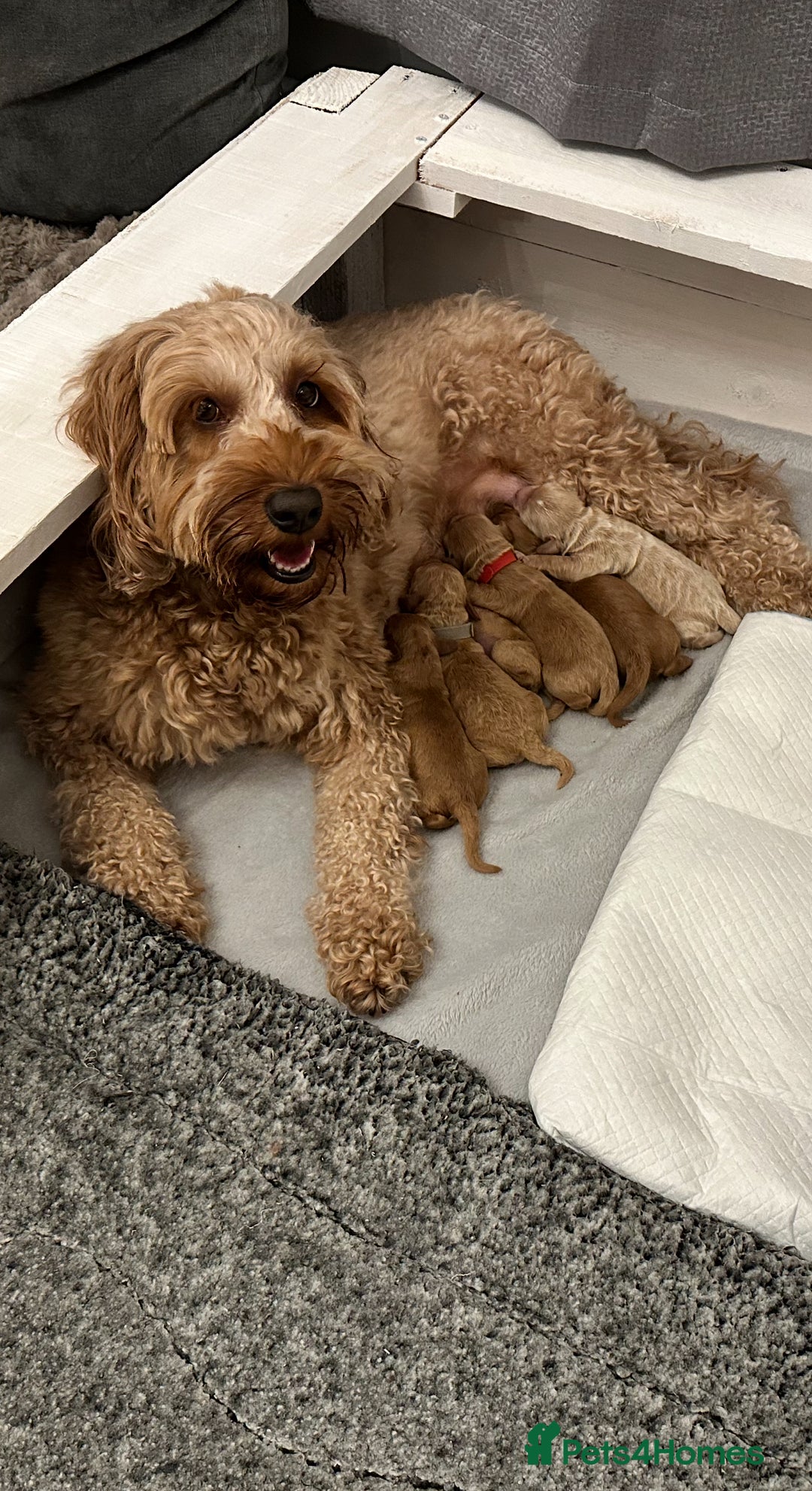 Cockapoo dogs for sale: Cockerpoo - Advert 7