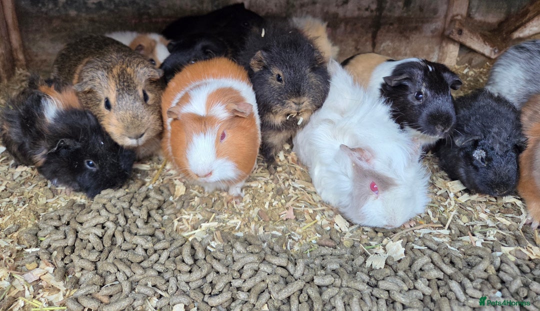 Guinea Pig rodents for sale: Variety of young guinea pigs - Advert 10