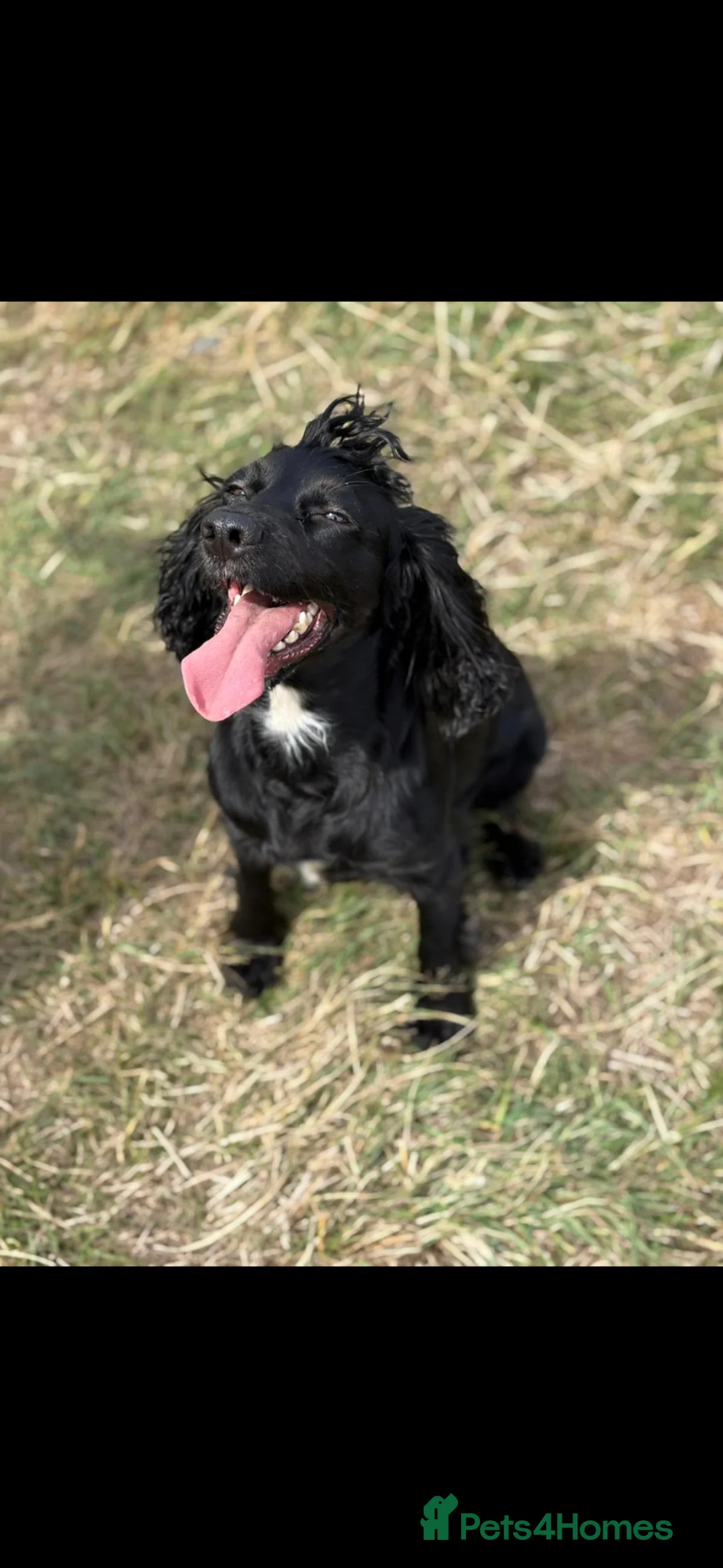 Cocker Spaniel dogs for sale: 3 x beautiful cocker spaniel puppies in Worksop - Advert 2