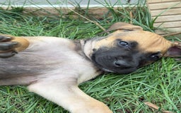 Belgian Shepherd Dog dogs for sale: Dutch Herder x Alano Espanol Pupies - Image 7