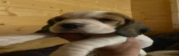 Beagle dogs for sale: kc reg pups ready NOVEMBER  - Advert 8