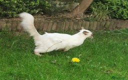 Siamese cats for sale: Stunning GCCF registered choc point Balinese  - Image 3