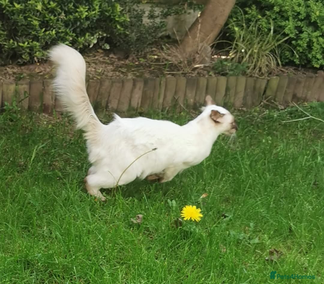 Siamese cats for sale: Stunning GCCF registered choc point Balinese  - Image 3