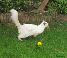 Siamese cats - Advert 2