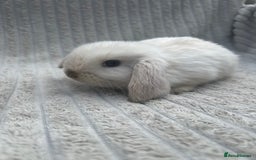 Mini Lop rabbits for sale: mini lops  - Image 2