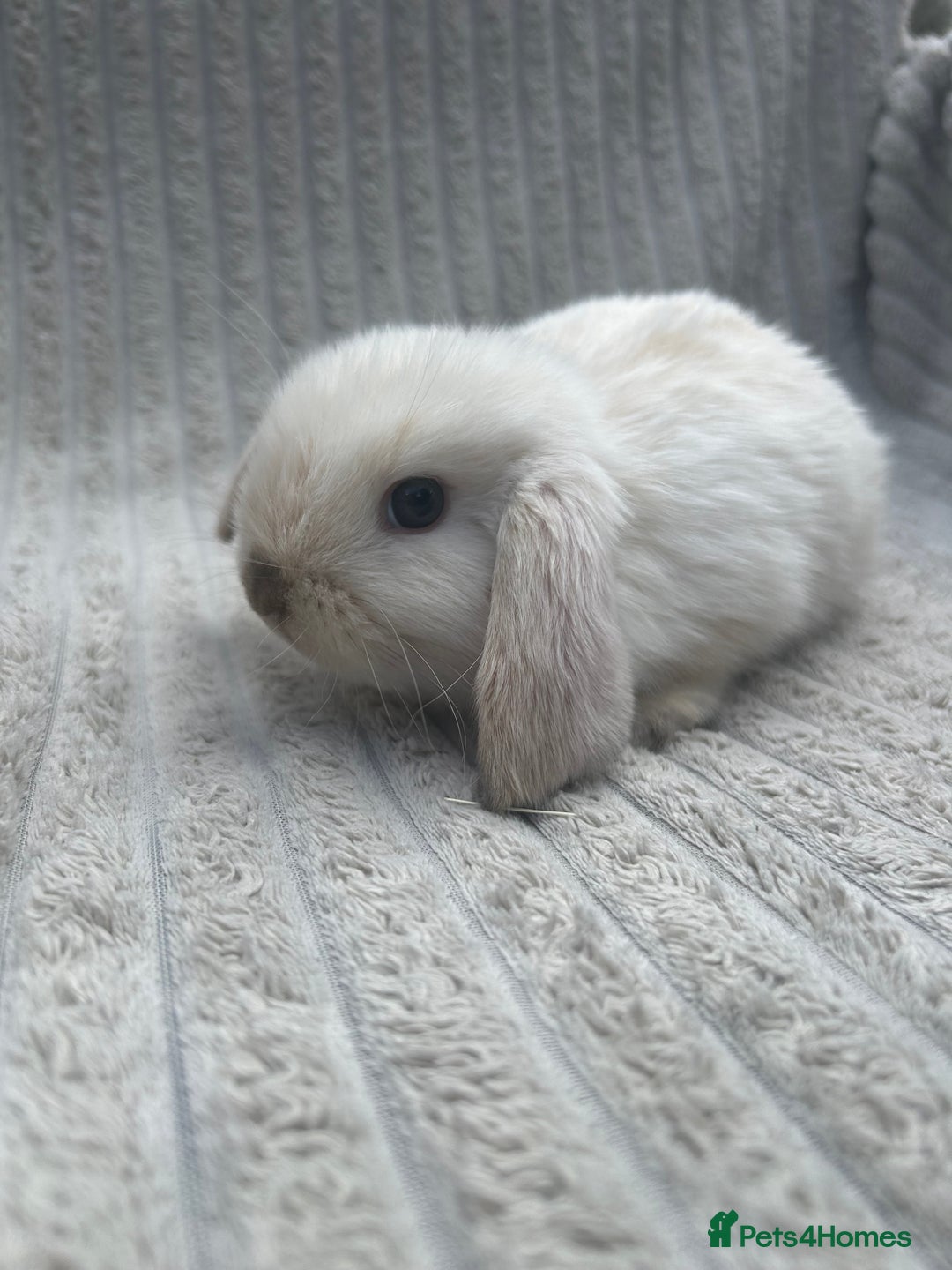 Mini Lop rabbits for sale: mini lops  - Image 2