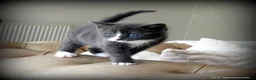 Mixed Breed cats for sale: Gorgeous Rag Doll/Maine Coon/Russian Blue X - Advert 15