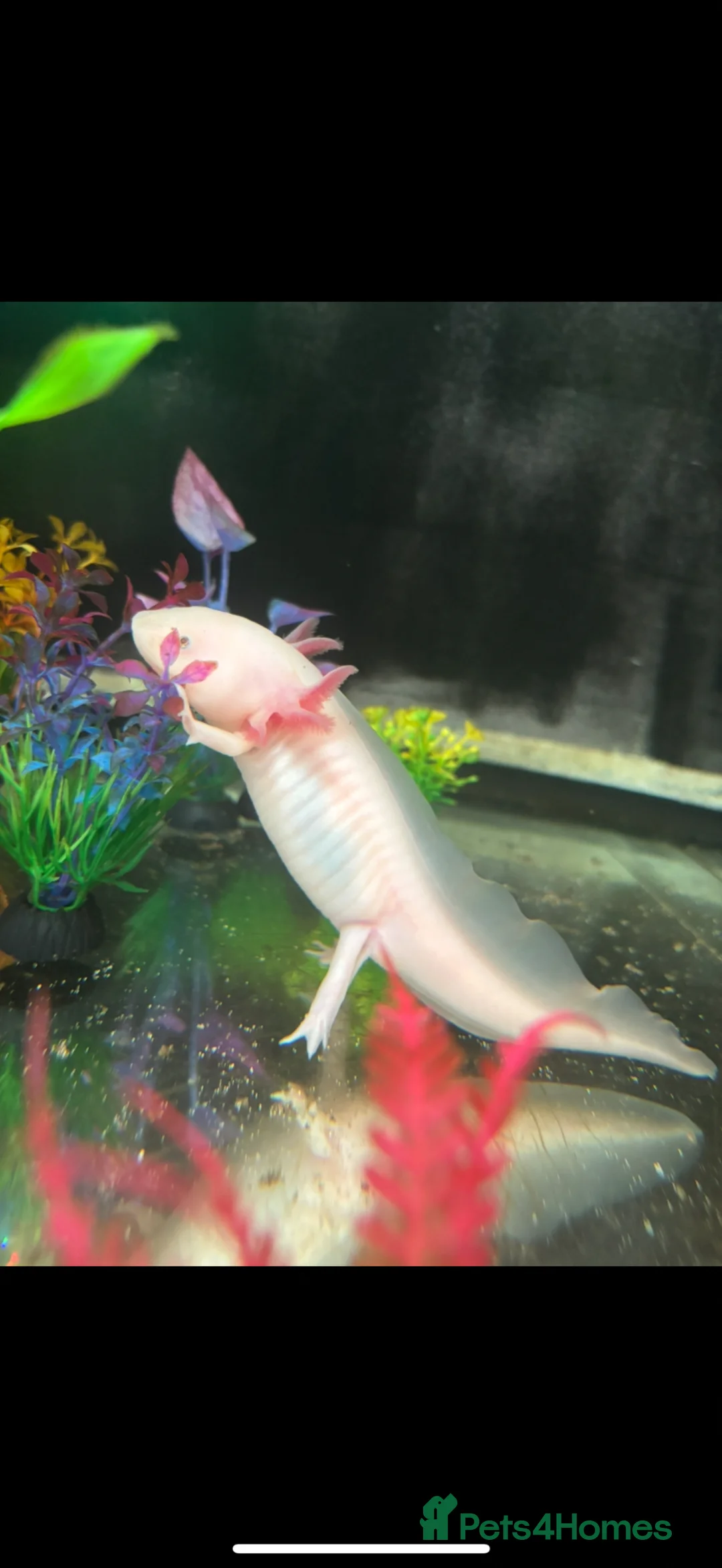 Axolotl reptiles for sale: Dirty leucistic axolotl in Sleaford - Advert 2