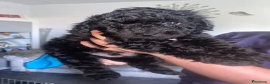 Cockapoo 1