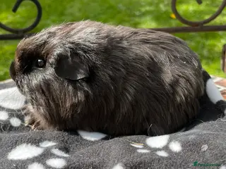 Guinea Pig rodents Sheltie (Silky) Guinea pig. - Advert 17