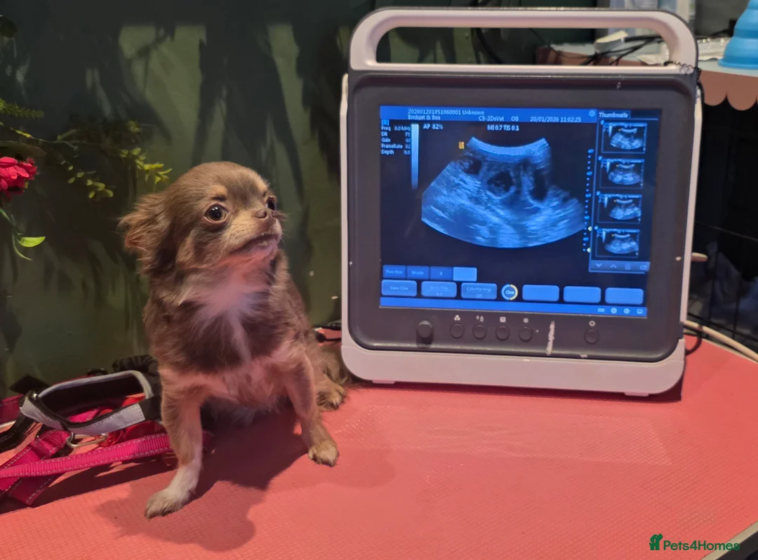 Chihuahua dogs for sale: Exquisite 4 Lilac Tri Chihuahua Puppies - Advert 2