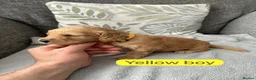 Cockapoo dogs for sale: Stunning F1 Cockapoo’s - Advert 23