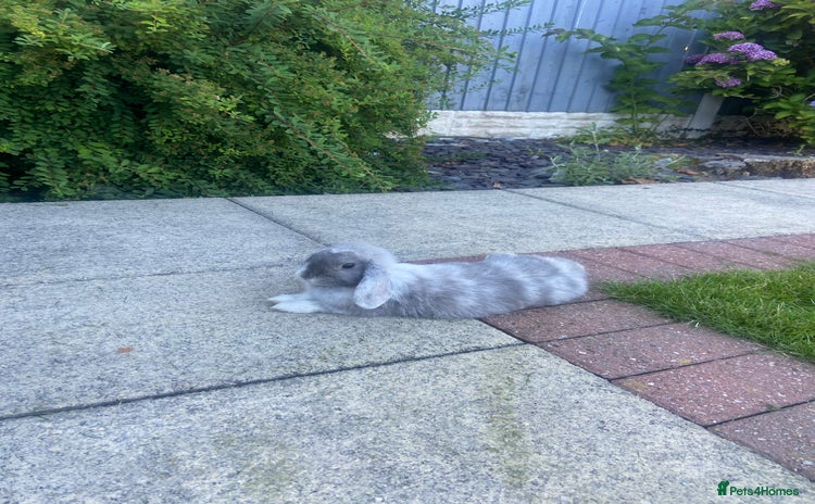 Dwarf Lop rabbits - Advert 1