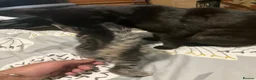 Arabian Mau cats for sale: New litter - Advert 10