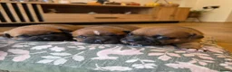 Staffordshire Bull Terrier dogs for sale: Staffordshire bull terier red puppies  - Advert 19