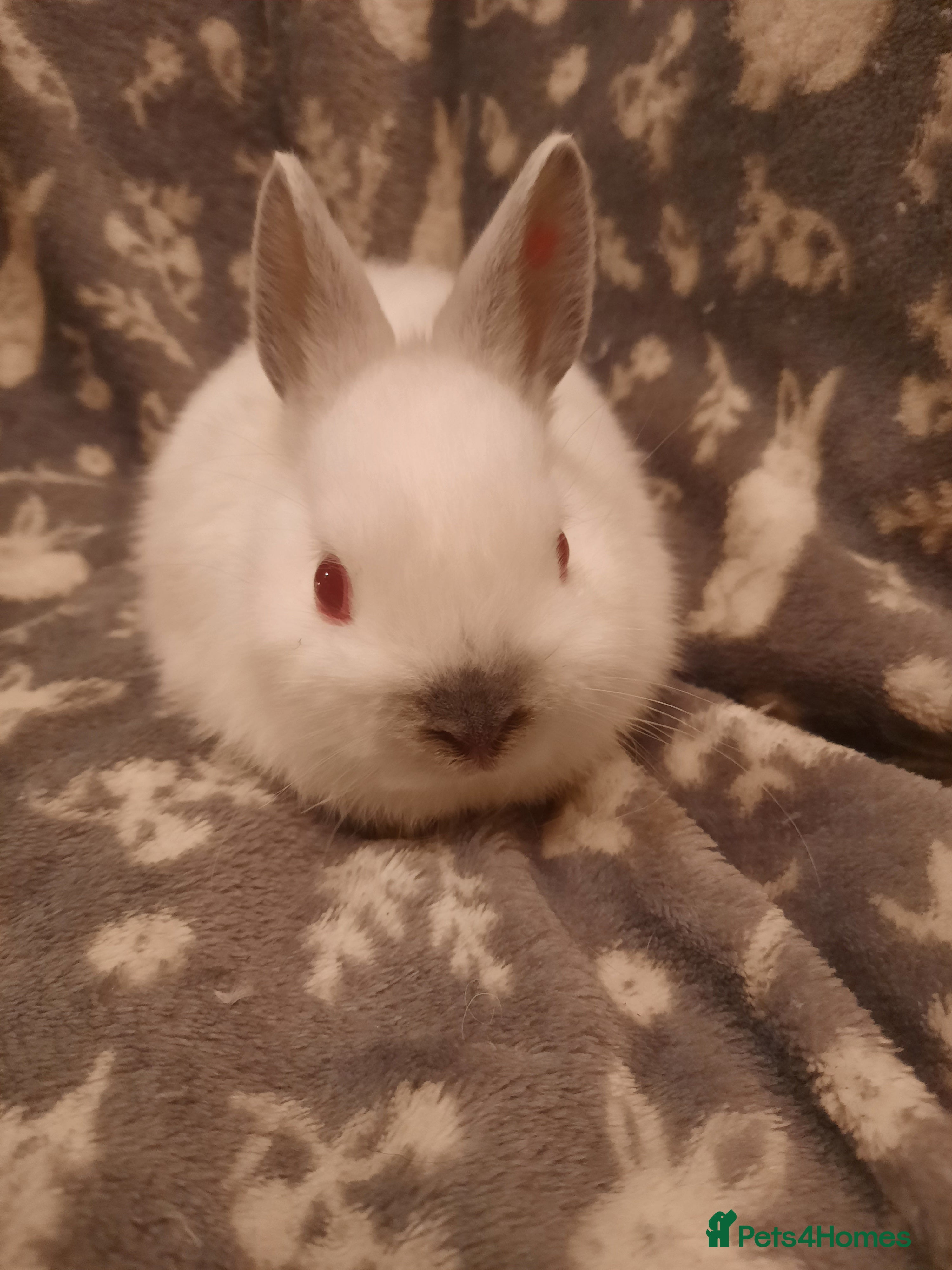 Netherland Dwarf rabbits Five Litters Of Netherland Dwarf Babies - Advert 1