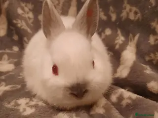 Netherland Dwarf rabbits Five Litters Of Netherland Dwarf Babies - Advert 1