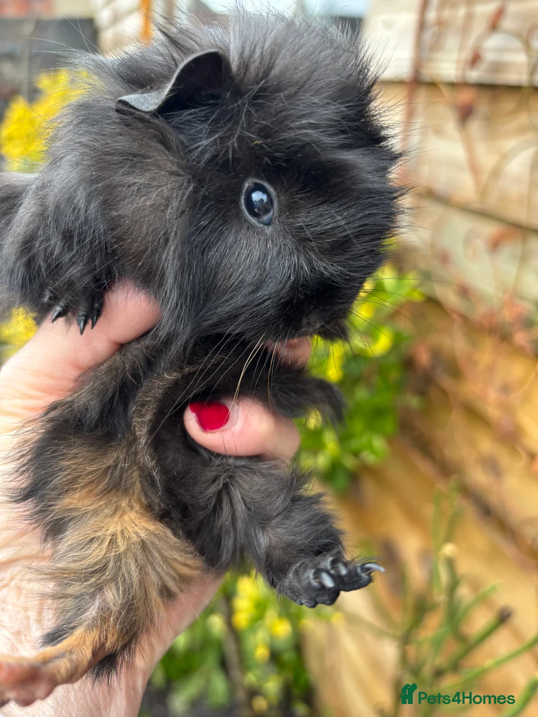 Guinea Pig rodents for sale: Adorable baby Guinea pigs for sale - Advert 3