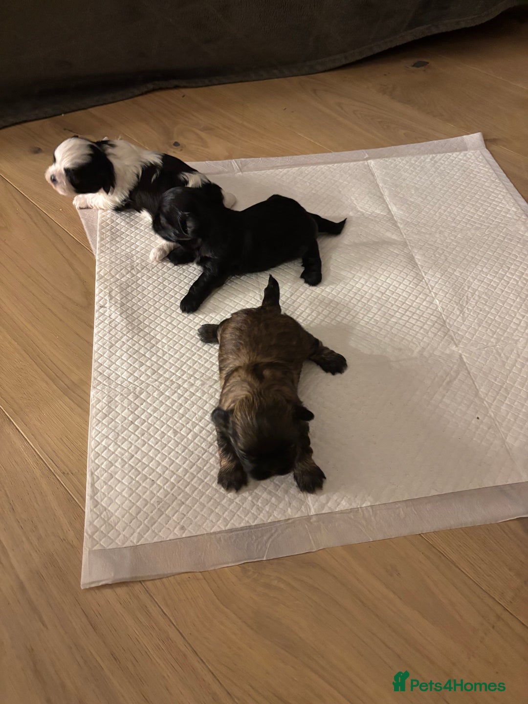 Shih Tzu dogs for sale: 💖 Imperial Shih Tzu Puppies 2 boys and 2 girls - Advert 6