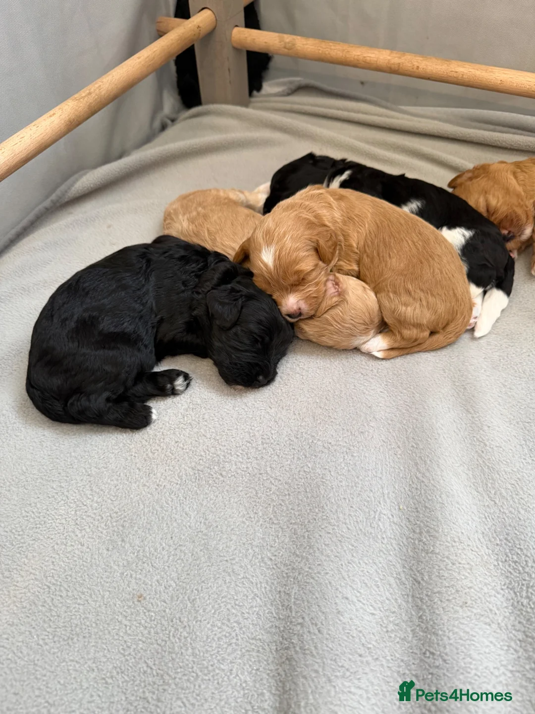 Australian Labradoodle dogs for sale: Multigenerational Australian Labradoodle puppies in Chichester - Advert 2