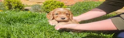 Cocker Spaniel dogs for sale: Meet lady's beautiful cocker spaniel puppies in Nottingham - Advert 4