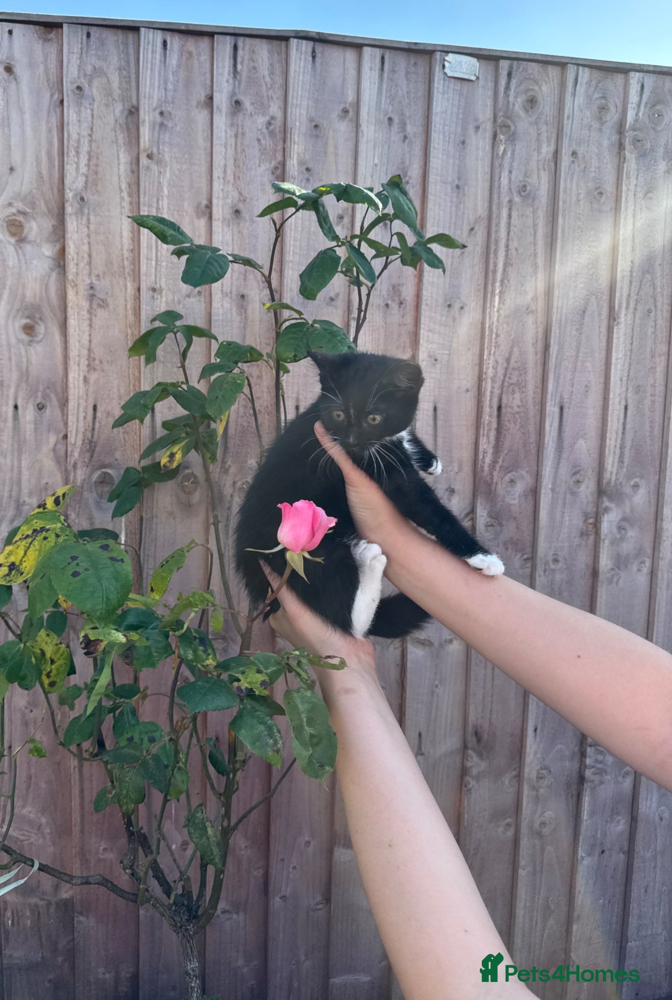 Mixed Breed cats Female kitten ready to go  - Advert 1