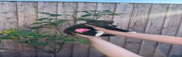 Mixed Breed cats for sale: Female kitten ready to go  - Advert 1