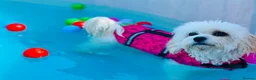 Cavapoochon dogs for sale: Exceptional Extensively health tested cavapoochon - Advert 10