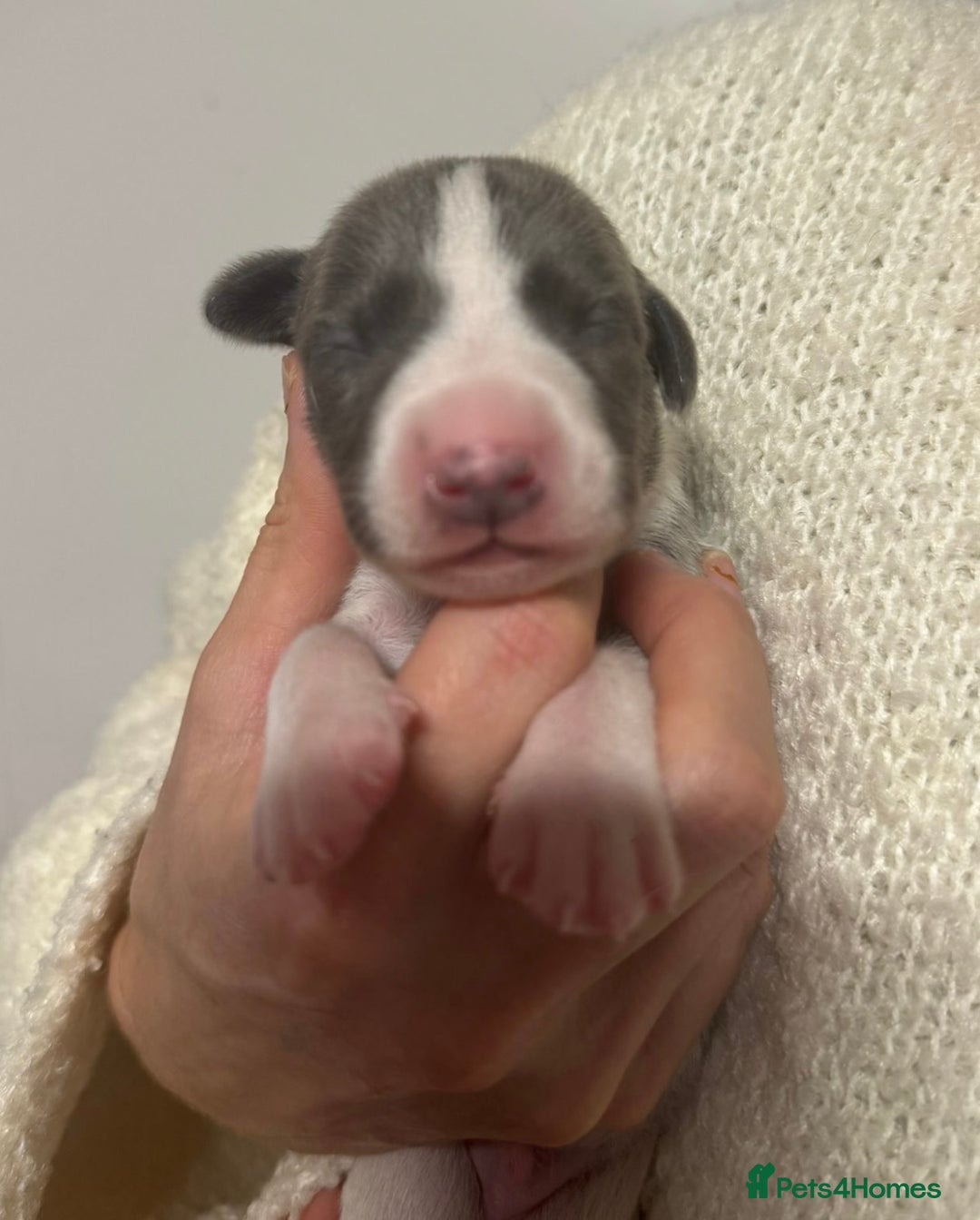 Whippet dogs for sale: Kc reg whippets  - Advert 6