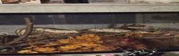 Python Snake reptiles for sale: Lesser Platium Ball Python - Advert 2