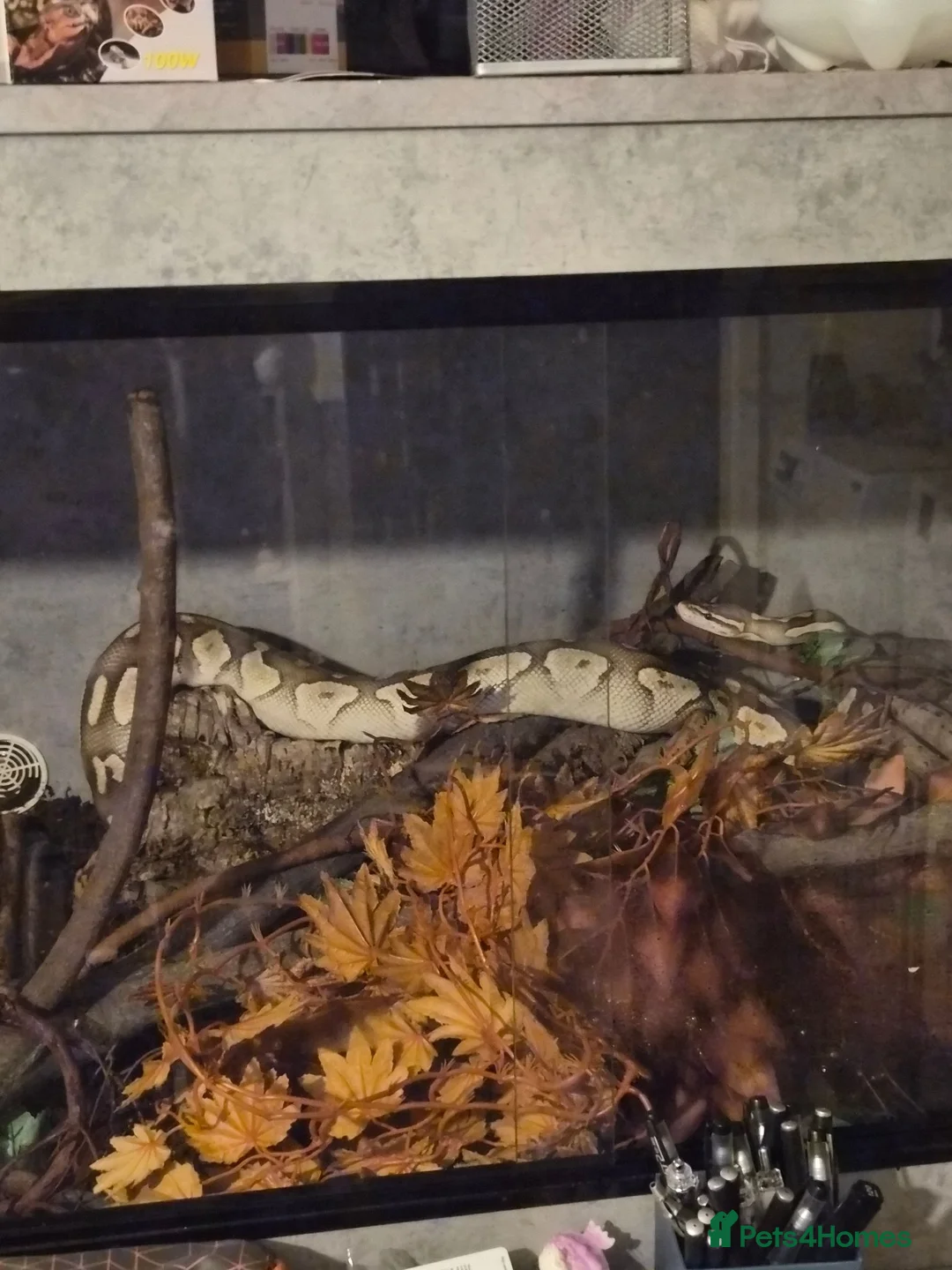 Python Snake reptiles for sale: Lesser Platium Ball Python - Advert 2