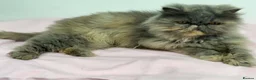 Persian cats for sale: Gccf registered active female Persian  - Advert 9