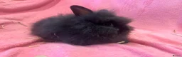 Lionhead rabbits for sale: Mini double maned lionheads  - Advert 6