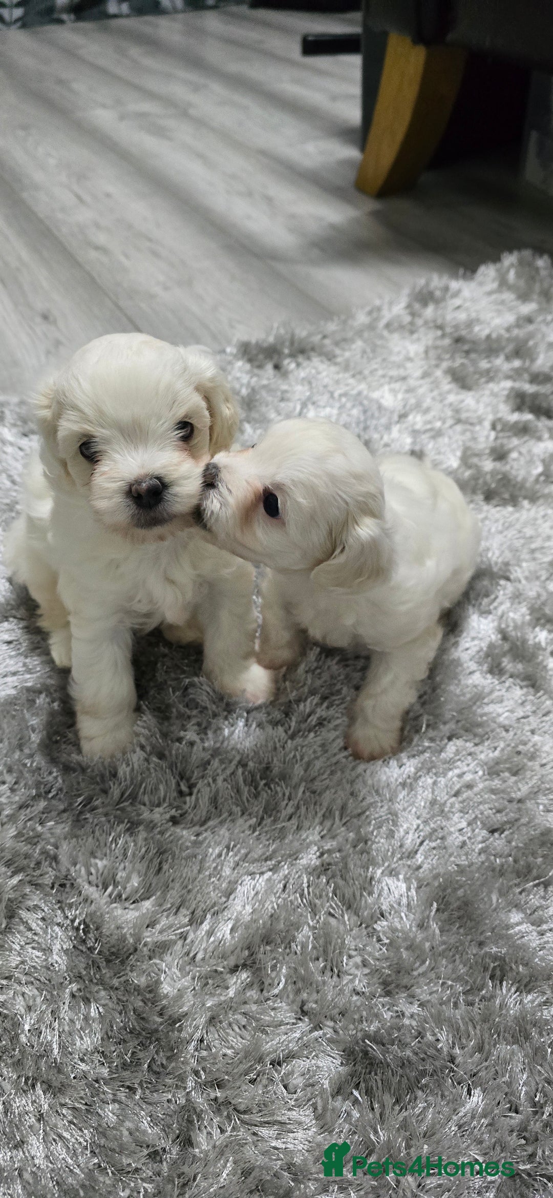 Mixed Breed dogs for sale: Bichon frise - Image 2