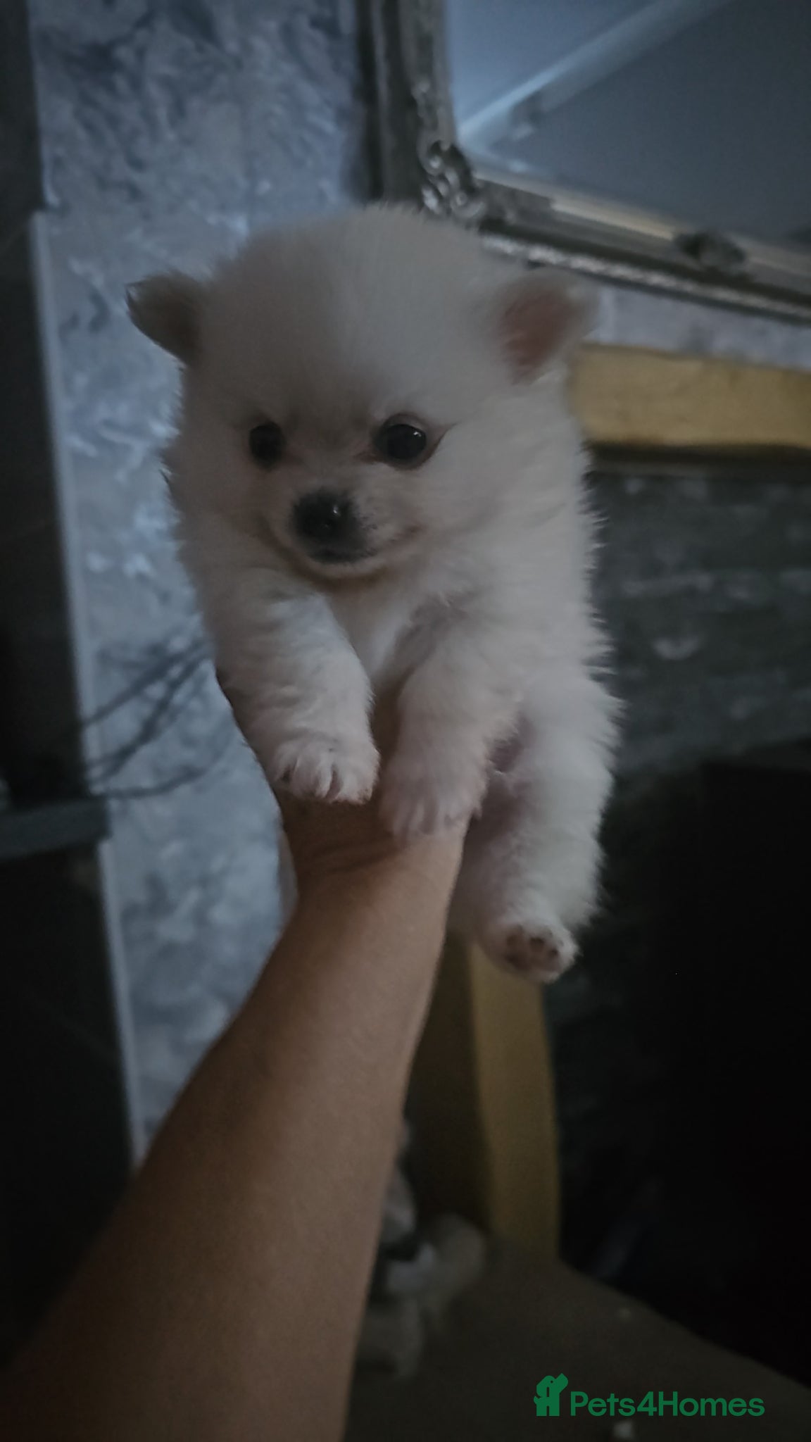 Pomchi dogs for sale: Stunning pomchies - Advert 4