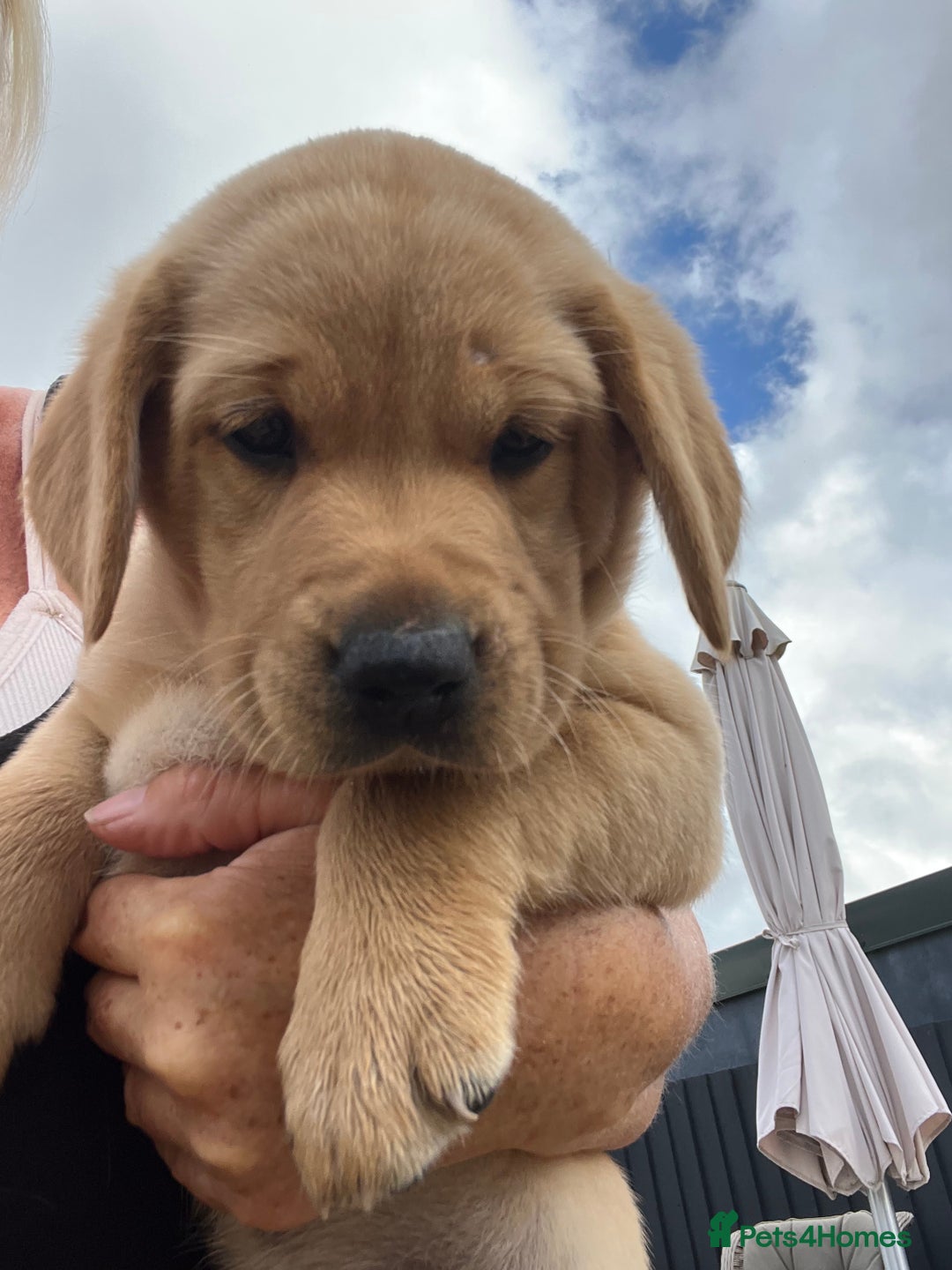 Labrador Retriever dogs for sale: KC registered Labrador puppies. in Plymouth - Image 21