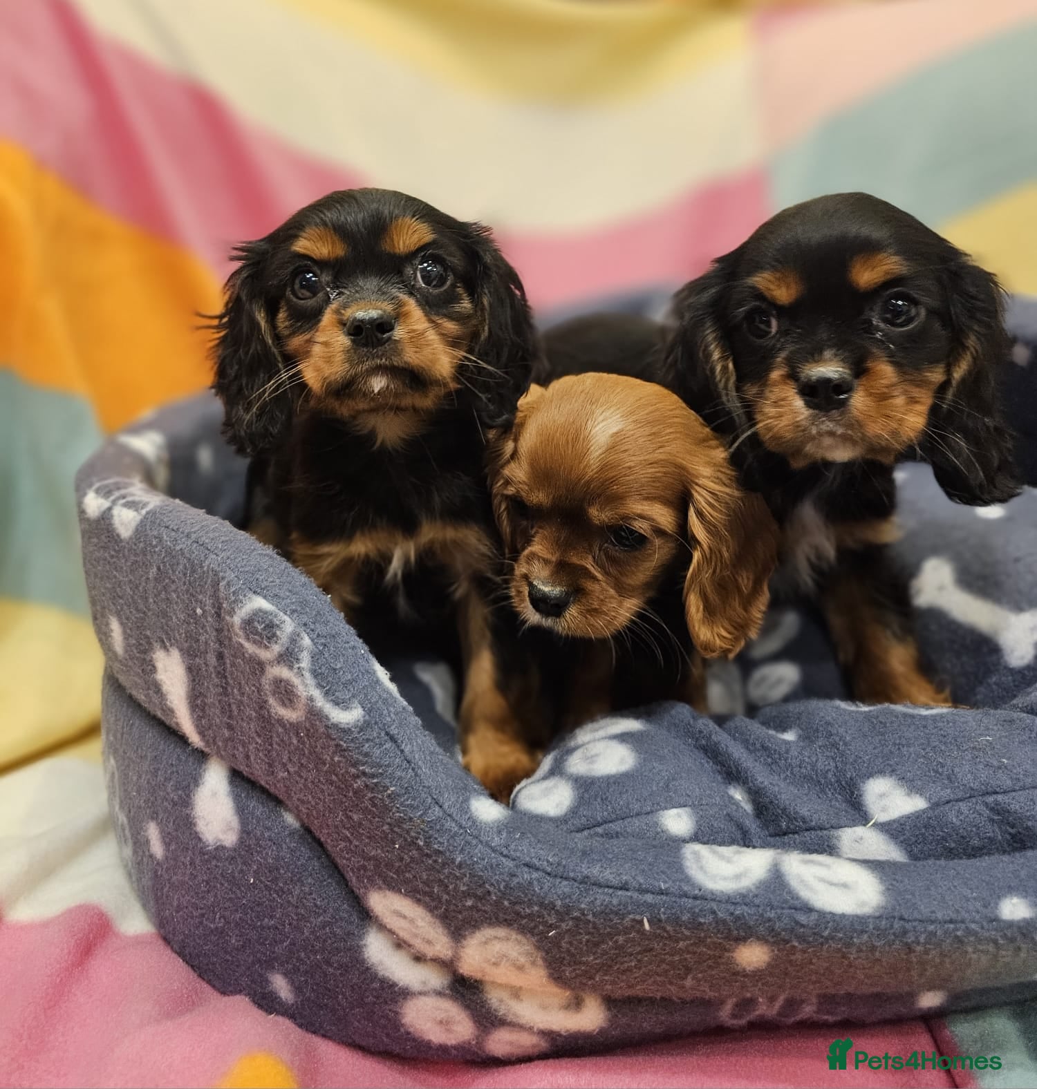 Cavalier King Charles Spaniel dogs Cavalier king Charles puppies  - Advert 1
