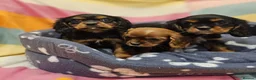 Cavalier King Charles Spaniel dogs for sale: Cavalier king Charles puppies  in Glasgow - Advert 1