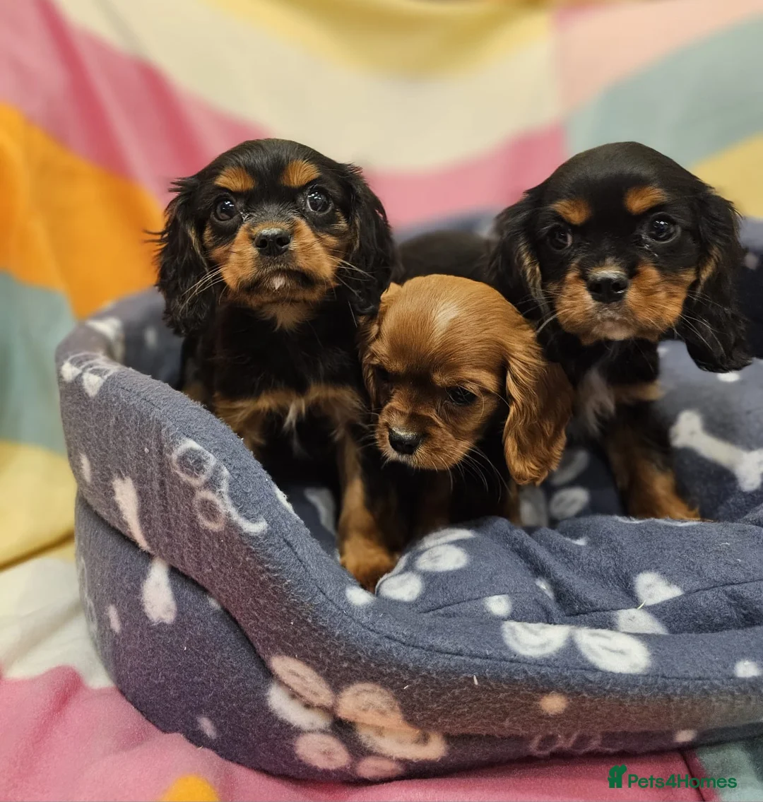 Cavalier King Charles Spaniel dogs for sale: Cavalier king Charles puppies  in Glasgow - Advert 1